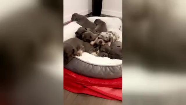 Video preview image #1  Breeder Profile in TAMPA, FL, USA