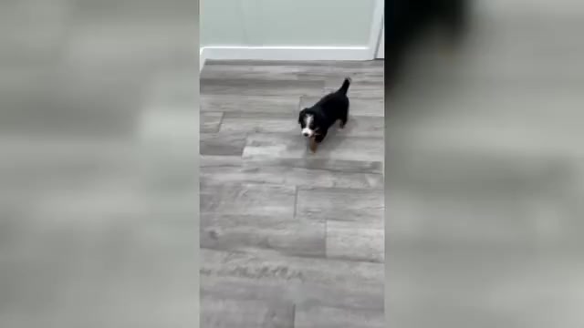 Video preview image #1 Bernese Mountain Dog Puppy For Sale in DUNDEE, OH, USA