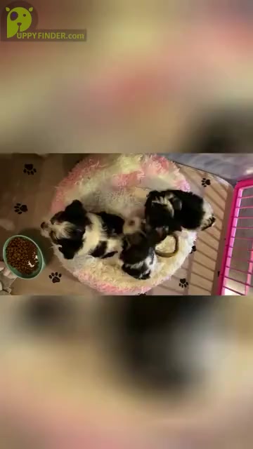 Video preview image #1 Yorkshire Terrier Puppy For Sale in PALM HARBOR, FL, USA