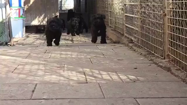 Video preview image #1 Schnauzer (Miniature) Puppy For Sale in Hatvan, Heves, Hungary