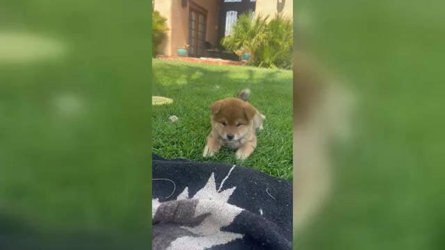 Video preview image #8 Shiba Inu Puppy For Sale in YUCCA VALLEY, CA, USA