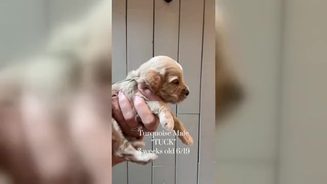 Video preview image #1 Cock-A-Poo Puppy For Sale in TRINITY, NC, USA