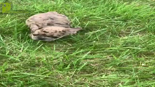 Video preview image #1 French Bulldog Puppy For Sale in WARSAW, IN, USA