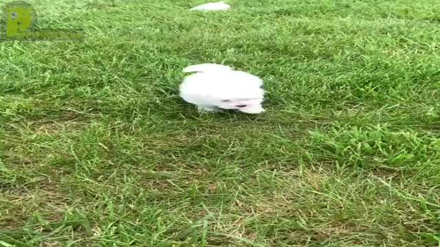 Video preview image #15 Maltese Puppy For Sale in WARSAW, IN, USA