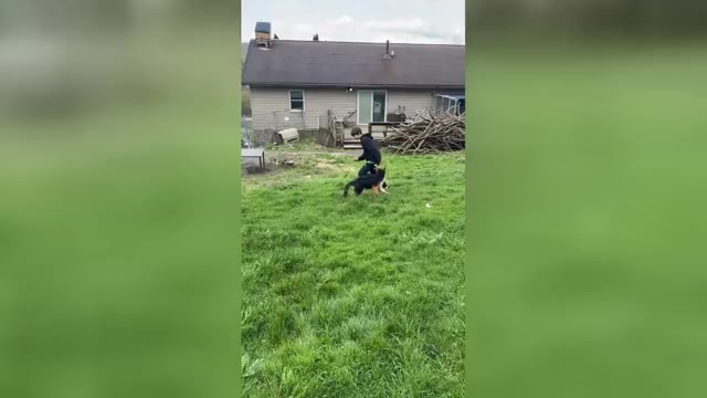 Video preview image #1 German Shepherd Dog Puppy For Sale in LA FAYETTE, NY, USA