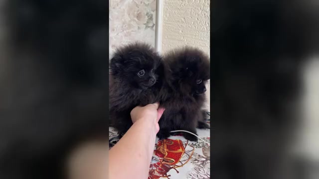 Video preview image #1 Pomeranian Puppy For Sale in Chisinau, Chisinau Municipality, Moldova