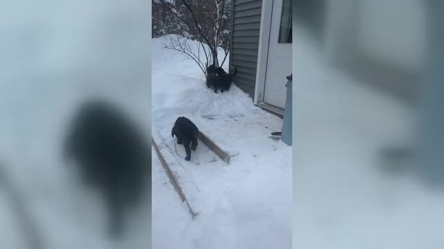 Video preview image #1 Golden Mountain Dog Puppy For Sale in PLYMOUTH, ME, USA