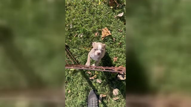 Video preview image #2 Boston Terrier Puppy For Sale in ATWOOD, OK, USA