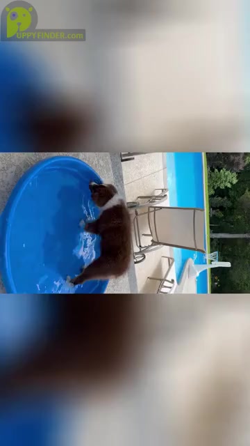 Video preview image #19  Breeder Profile in NOLENSVILLE, TN, USA