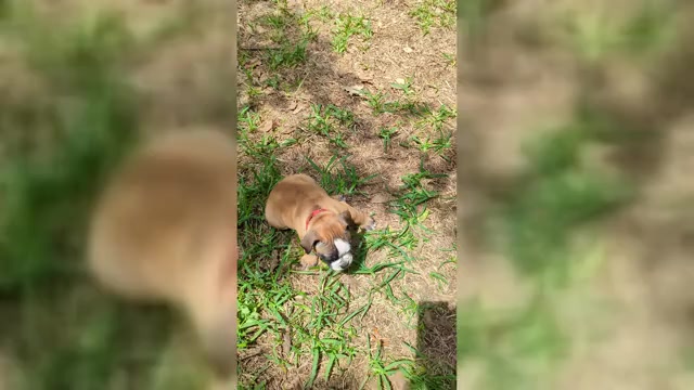 Video preview image #4  Breeder Profile in AUSTIN, TX, USA