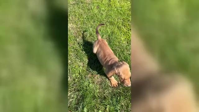 Video preview image #1 Bloodhound Puppy For Sale in FORT MORGAN, CO, USA