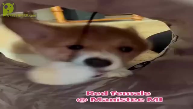 Video preview image #2 Pembroke Welsh Corgi Puppy For Sale in MANISTEE, MI, USA