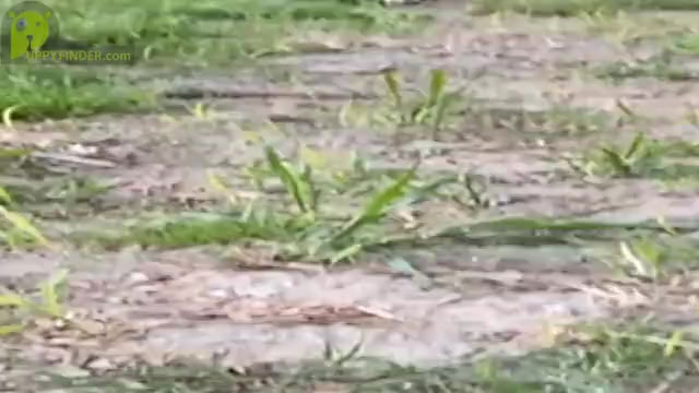 Video preview image #6  Breeder Profile in TWINING, MI, USA