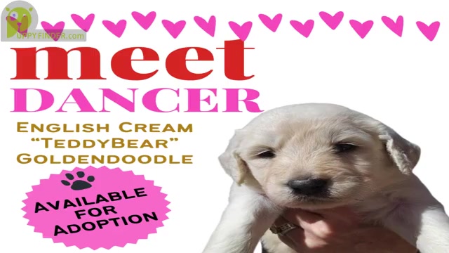 Video preview image #5  Breeder Profile in BROOMFIELD, CO, USA