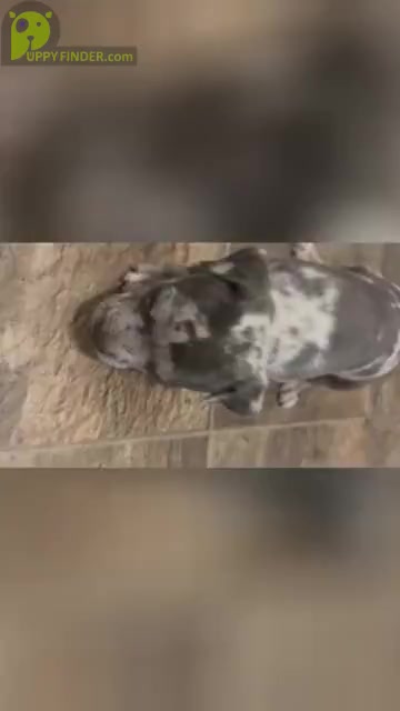 Video preview image #1 American Bully Puppy For Sale in KANSAS CITY, MO, USA