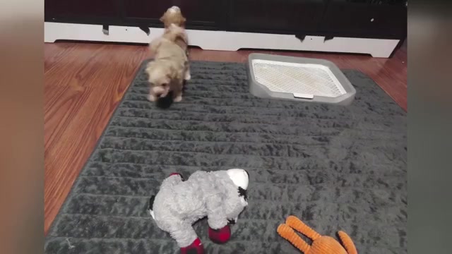 Video preview image #1 Maltipoo (Miniature) Puppy For Sale in SAN ANTONIO, TX, USA