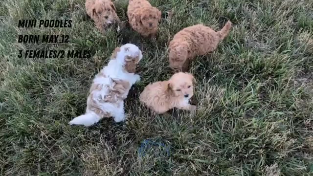 Video preview image #2 Poodle (Miniature) Puppy For Sale in GOSHEN, IN, USA