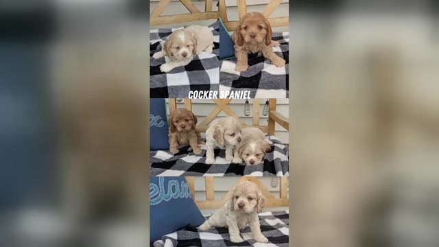 Video preview image #6  Breeder Profile in GOSHEN, IN, USA