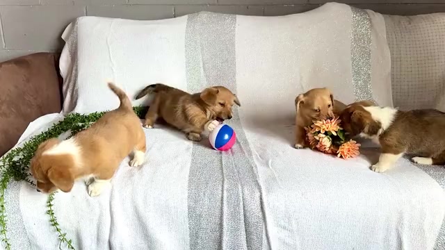 Video preview image #1 Dorgi Puppy For Sale in WAKARUSA, IN, USA