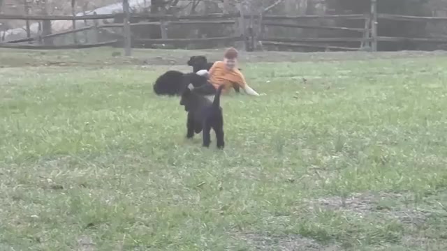 Video preview image #5 Schnoodle (Giant) Puppy For Sale in SEVIERVILLE, TN, USA