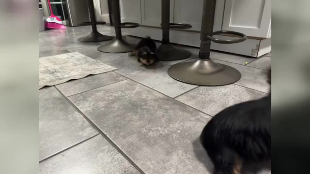 Video preview image #1 Yorkshire Terrier Puppy For Sale in JOHNSTON, RI, USA