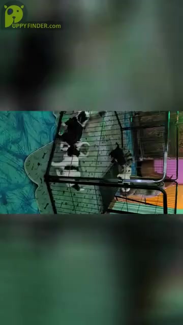 Video preview image #1  Breeder Profile in PASCO, WA, USA