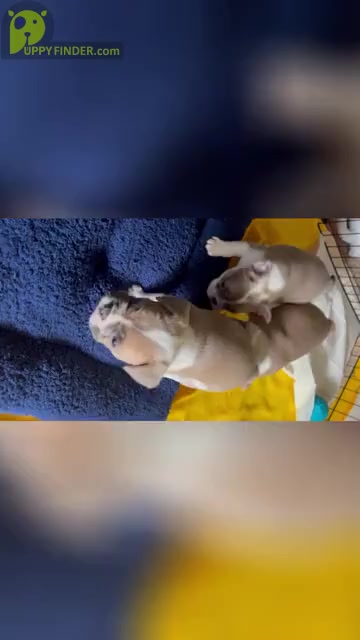 Video preview image #5 French Bulldog Puppy For Sale in CHESAPEAKE, VA, USA