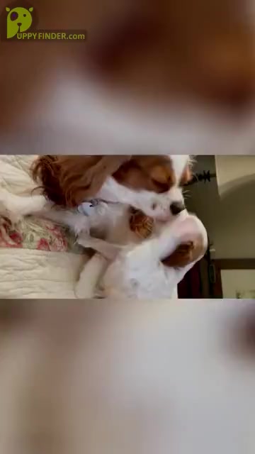 Video preview image #2 Cavalier King Charles Spaniel Puppy For Sale in ESTACADA, OR, USA