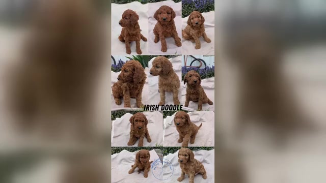 Video preview image #3  Breeder Profile in GOSHEN, IN, USA