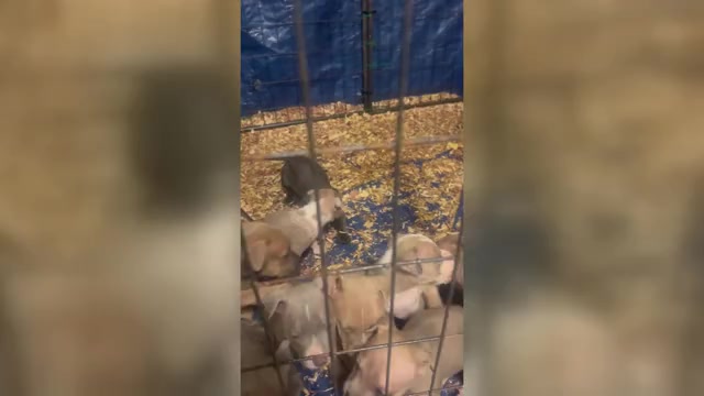 Video preview image #1 American Bully Puppy For Sale in LAKE STATION, IN, USA