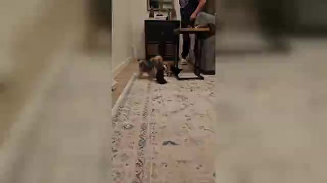 Video preview image #1 Yorkshire Terrier Puppy For Sale in SALEM, OR, USA