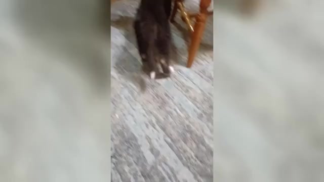 Video preview image #1 Gerberian Shepsky Puppy For Sale in EDMORE, MI, USA