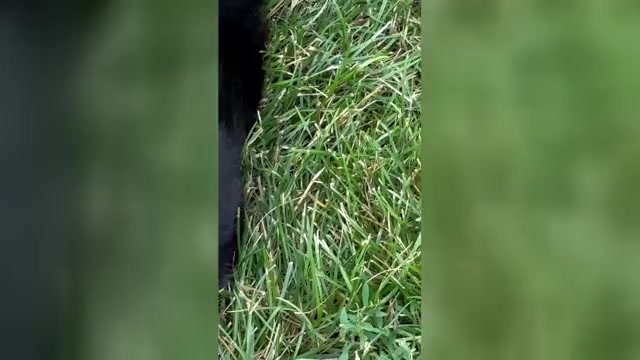 Video preview image #1 German Shepherd Dog Puppy For Sale in NEWVILLE, PA, USA