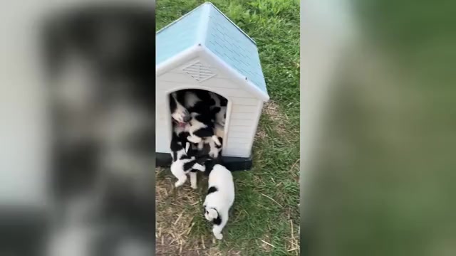 Video preview image #1 Karakachan Puppy For Sale in ELM GROVE, LA, USA