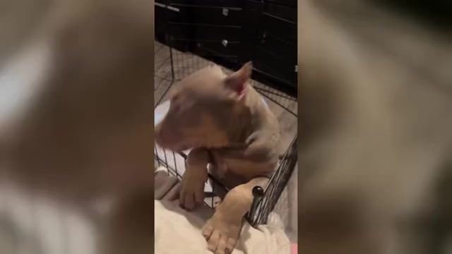 Video preview image #2 American Bully Puppy For Sale in SEVERN, MD, USA