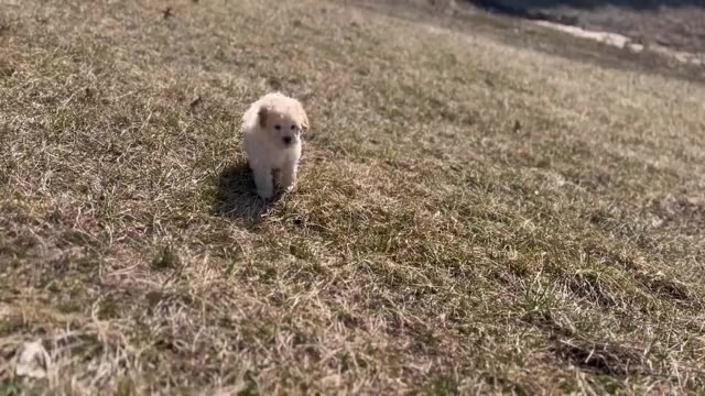 Video preview image #6 Maltipoo (Toy) Puppy For Sale in WARSAW, IN, USA