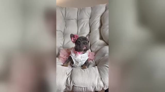 Video preview image #1 French Bulldog Puppy For Sale in MC GRAW, NY, USA