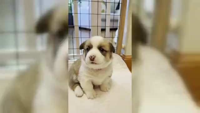 Video preview image #4  Breeder Profile in GRAND RAPIDS, MI, USA