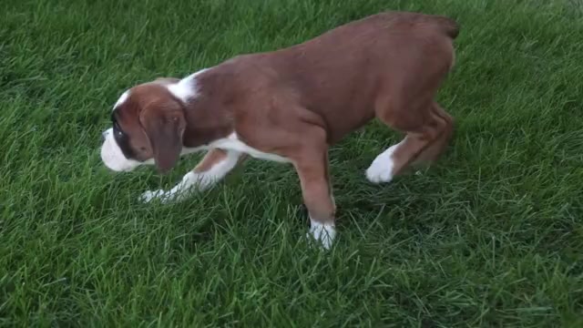 Video preview image #1 Boxer Puppy For Sale in SHIPSHEWANA, IN, USA