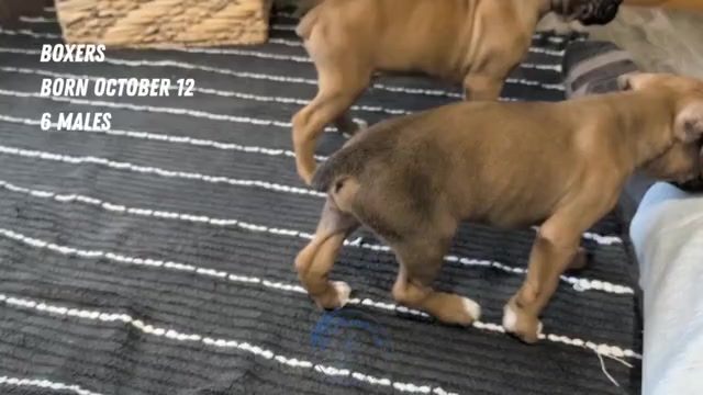 Video preview image #2 Boxer Puppy For Sale in GOSHEN, IN, USA