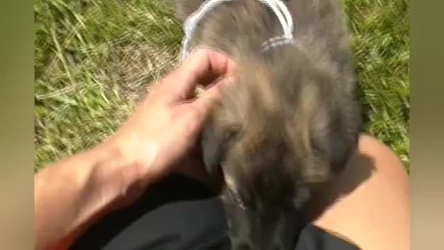 Video preview image #1 German Shepherd Dog Puppy For Sale in PIEDMONT, MO, USA