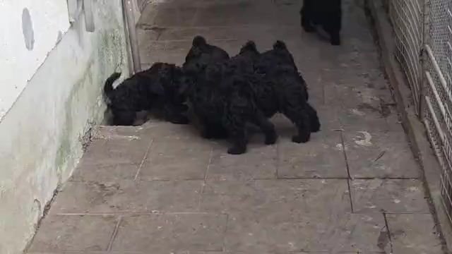 Video preview image #2 Schnauzer (Miniature) Puppy For Sale in Hatvan, Heves, Hungary