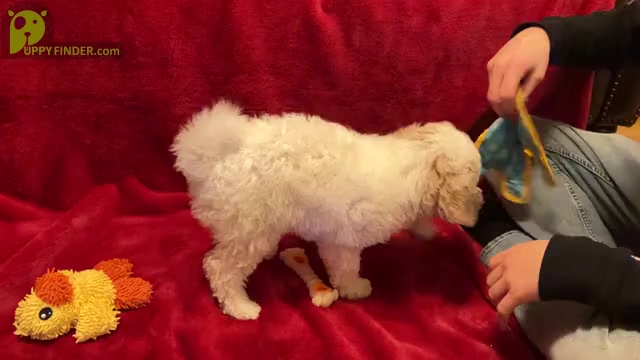 Video preview image #3 Poochon Puppy For Sale in AUBURN, MA, USA
