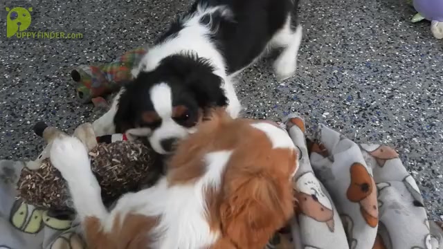 Video preview image #2 Cavalier King Charles Spaniel Puppy For Sale in CARLISLE, KY, USA