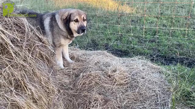 Video preview image #1 Anatolian Shepherd Puppy For Sale in ROBSTOWN, TX, USA