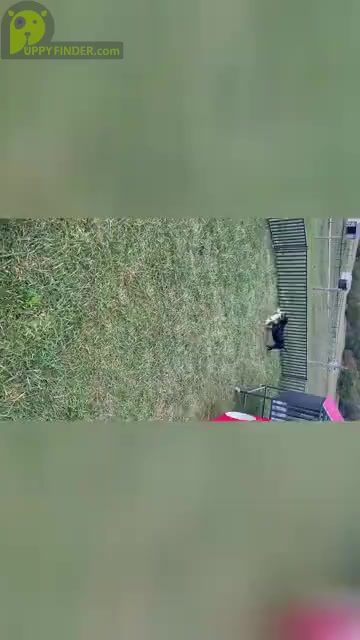 Video preview image #2 Doberman Pinscher Puppy For Sale in WARSAW, IN, USA