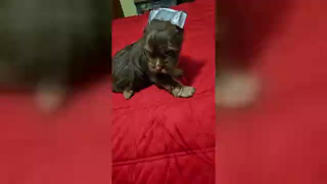 Video preview image #1 Yorkshire Terrier Puppy For Sale in CONKLIN, NY, USA