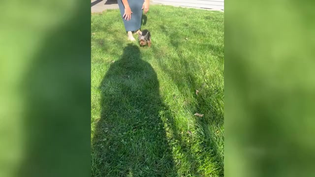 Video preview image #2 Yorkshire Terrier Puppy For Sale in NAPPANEE, IN, USA