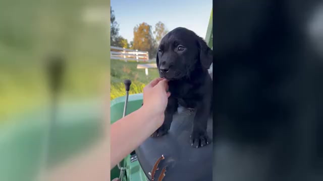 Video preview image #1  Breeder Profile in TEMECULA, CA, USA