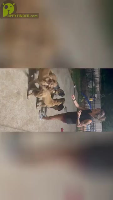 Video preview image #2  Breeder Profile in ENID, OK, USA